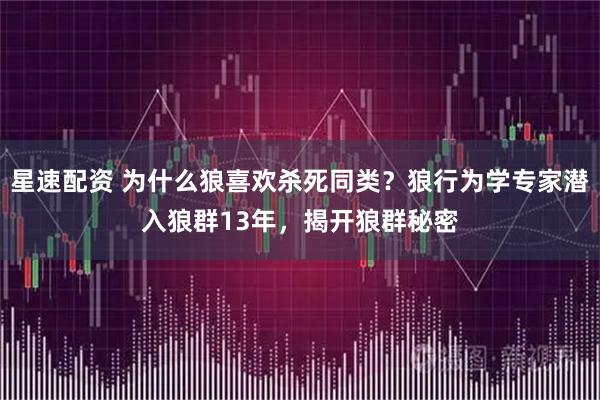 星速配资 为什么狼喜欢杀死同类？狼行为学专家潜入狼群13年，揭开狼群秘密