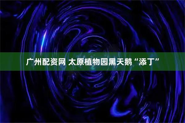 广州配资网 太原植物园黑天鹅“添丁”